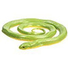 ROUGH GREEN SNAKE