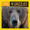 FACE TO FACE WITH GRIZZLIES (PB)