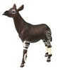 OKAPI