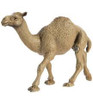 DROMEDARY CAMEL