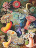 SEA ANEMONES