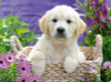 GOLDEN RETRIEVER PUZZLE 500 PCS