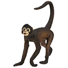 SPIDER MONKEY