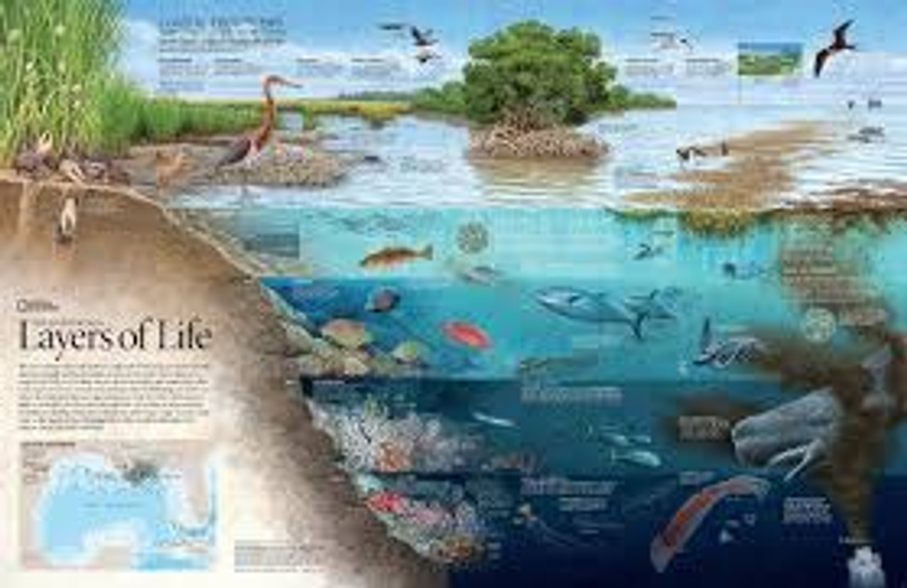 NAT GEO LAYERS OF LIFE 1000 PCS