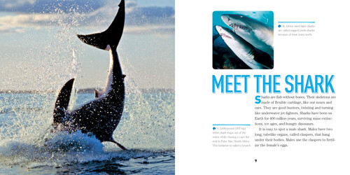 NGK FACE TO FACE WITH SHARKS (PB)