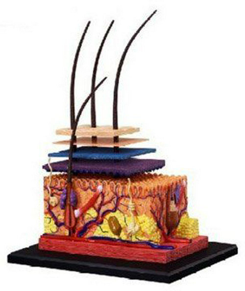 4D HUMAN DELUXE SKIN