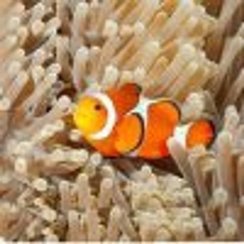 NATURAL HISTORY MUSEUM SEA CREATURES TORCH AND PROJECTOR