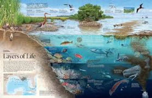 NAT GEO LAYERS OF LIFE 1000 PCS