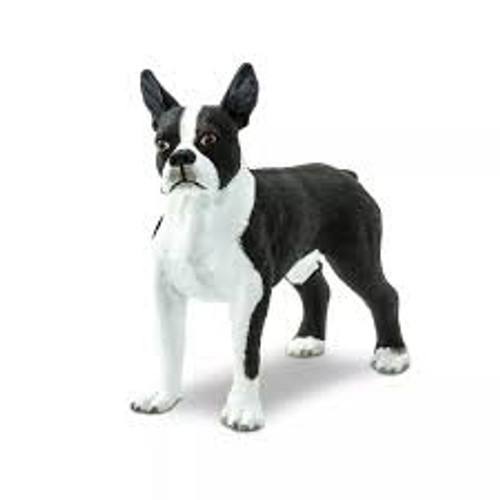 BOSTON TERRIER