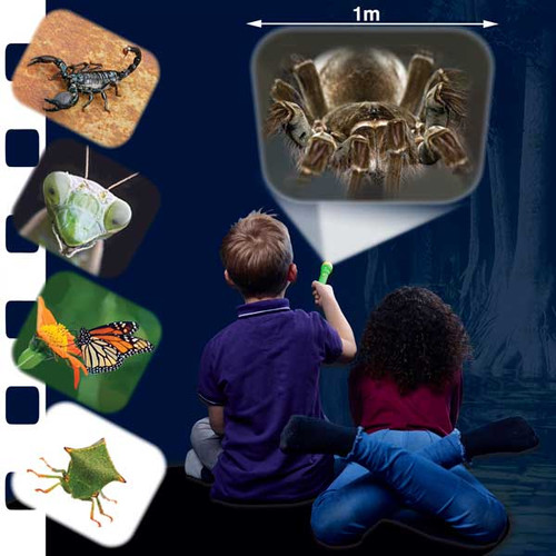 CREEPY CRAWLY TORCH AND PROJECTOR