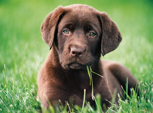 500 PC PUZZLE CHOCOLATE PUPPY