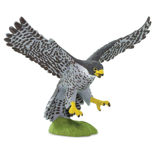 PEREGRINE FALCON