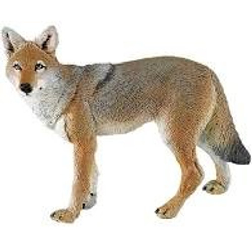 COYOTE