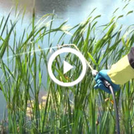 Cattail and Emergent Weed Control