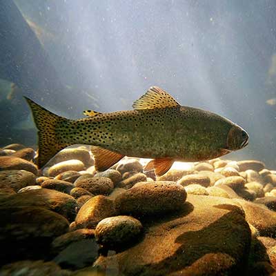 Live Fish for Pond, Lake Stocking