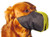 Pro Guard Softie Muzzles - X-Large - Yellow