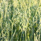 How to Detox From Chlormequat Chloride