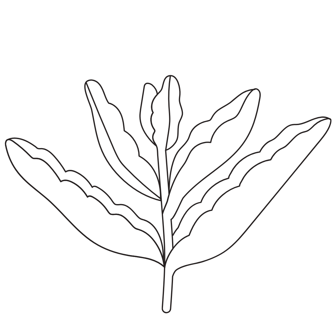 stevia-leaf.png