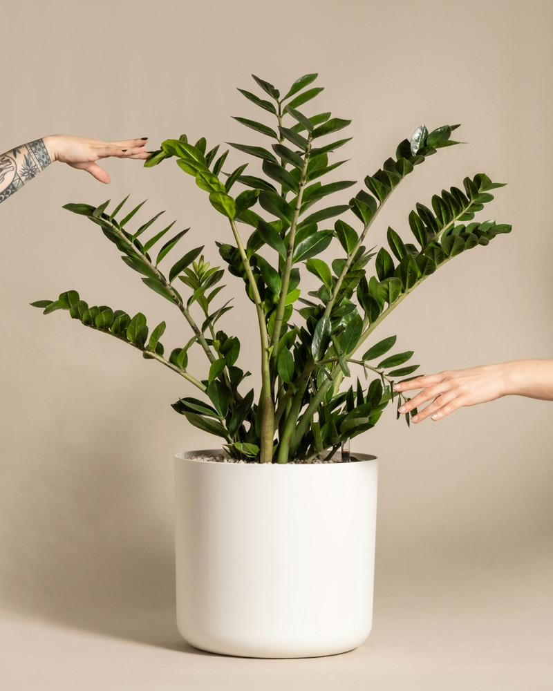 ZZ Plant