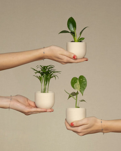 3 Plant Bundle