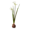 Raz 18" Paperwhite Bulb Decoration F4341741 -2