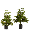 Raz 36" or 46" Real Feel Potted Lighted Norfolk Pine Battery Operated Christmas Tree