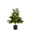 Raz 36" or 46" Real Feel Potted Lighted Norfolk Pine Christmas Tree -3