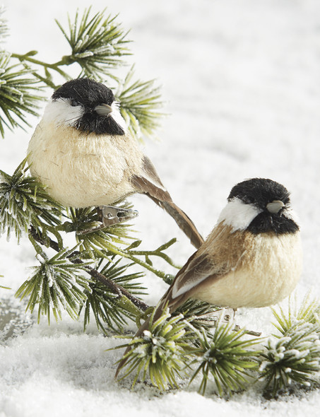 Ornement de Noël à clip Raz 3,5" sur oiseau 415305