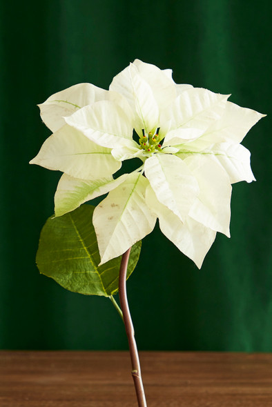 Accessoire d'arbre de Noël à tige de poinsettia crème Raz 24,5" f4341710