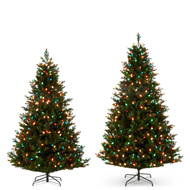 Raz 7.5' or 9' Pre-Lit Fraser Fir with C7 Bulbs Christmas Tree -2