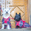 A Westie and a Scottish Terrier wearing tartan dog drying coats, made of lightweight towelling fabric.