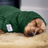 Sleeping Cocker Spaniel wearing a green dog Snood resting his head on a mustard-coloured rug. Dog Snood by Dogrobes UK.