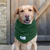 Yellow Labrador sitting near garage door wearing a green dog Snood from Dogrobes UK. Dog Snood is worn around his neck.