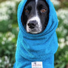 Springer Spaniel wearing a teal dog Snood by Dogrobes UK for drying their head, neck and ears. Also wearing a dog robe.