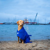 Cobalt blue dog drying coat from Dogrobes UK. Made in Britain for Crufts 2023.