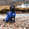Cobalt blue dog dressing gown for Spaniel. New for Crufts 2023. Black Spaniel on beach.