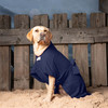 Yellow Labrador wearing a Navy Dogrobe MAX on the beach, tied comfortably around the waist to secure the dog drying robe.