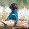 Black Cocker Spaniel resting on a log after a swim. A teal dog drying coat is providing great coverage to dry the dog’s fur.