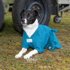 Collie lying down on grass in a Teal Dogrobe MAX. The chest plate and shoulder inserts sit comfortably around the front legs.