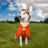 Husky in an orange MAX dog drying coat. The higher collar contains more of the fluff around their neck for maximum coverage.