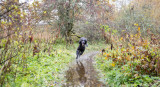 Heavy Rain, Muddy Walks and Why Proper Dog Drying Pays Off Over Time