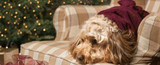 5 Dog-friendly tips for the Christmas season