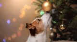 Christmas Dog Welfare by the Numbers, According to Neil the Vet