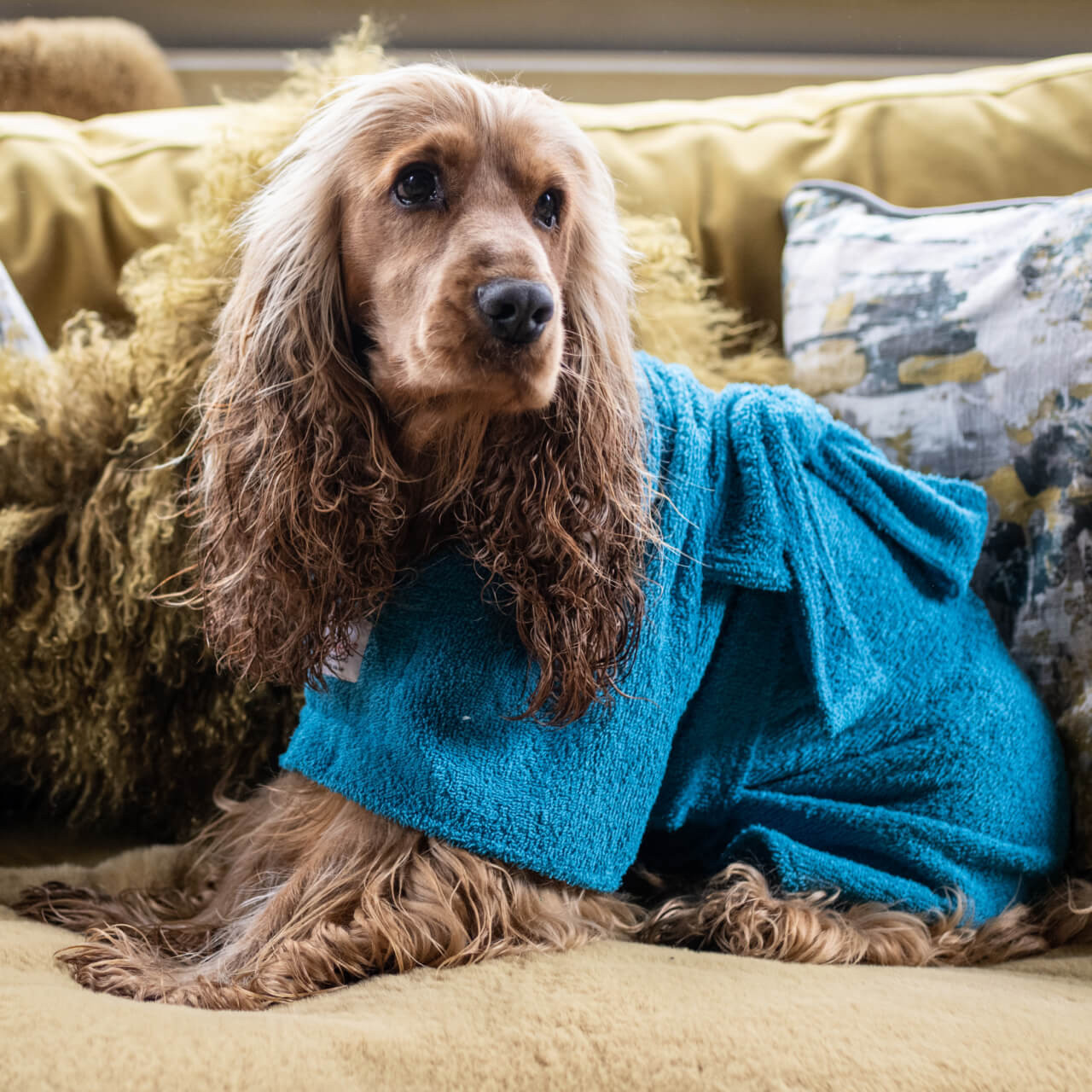 Teal Dogrobe Teal Dog Drying Towel Robe Dogrobes