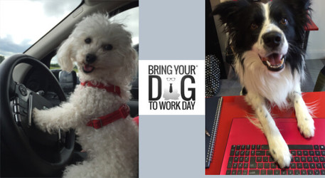 Why we're supporting Bring Your Dog To Work Day