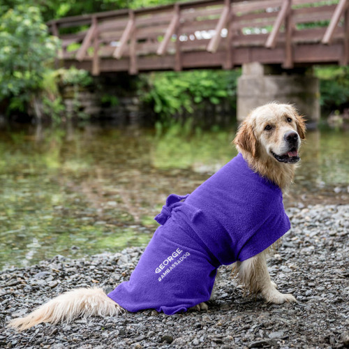 George, the Visit Scotland Ambassadog, wearing a purple dog drying coat personalised with his name and sitting beside river.