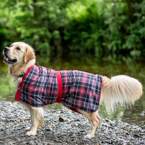 Golden Retriever wearing a Tartan dog drying robe after a swim in the river, it fits snugly to dry, warm and comfort them. Golden Retriever wearing a Tartan dog drying robe after a swim in the river, it fits snugly to dry, warm and comfort them.