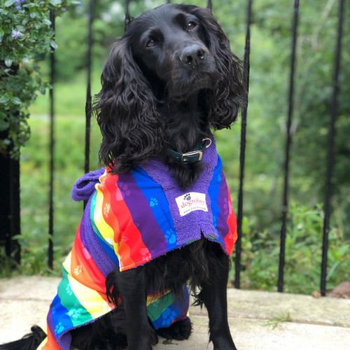 Black Cocker Spaniel sat outside wearing a rainbow dog robe, with the Dogrobes logo stitched in purple fabric on the chest. Black Cocker Spaniel sat outside wearing a rainbow dog robe, with the Dogrobes logo stitched in purple fabric on the chest.