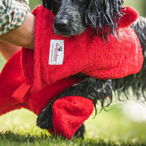 Wet Cocker Spaniel having his legs and paws dried with red dog drying mitts by Dogrobes. Owner is wearing a pair of gauntlets. Wet Cocker Spaniel having his legs and paws dried with red dog drying mitts by Dogrobes. Owner is wearing a pair of gauntlets.