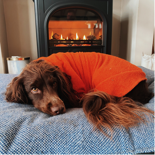 Brown Cocker Spaniel wearing an orange dog drying coat, curled up in front of the fire. Brown Cocker Spaniel wearing an orange dog drying coat, curled up in front of the fire.